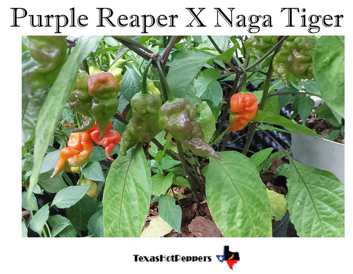 Purple Reaper X Naga Tiger – Texas Hot Peppers