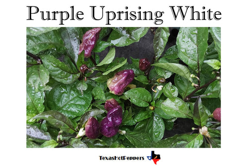 Purple Uprising White