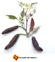 Load image into Gallery viewer, Purple Tiger Cacho White Leaf
