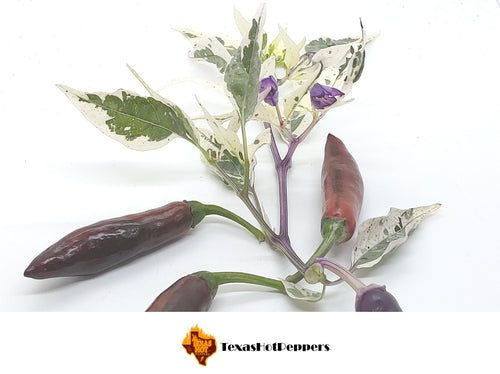 Purple Tiger Cacho White Leaf