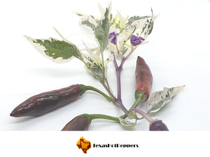 Purple Tiger Cacho White Leaf