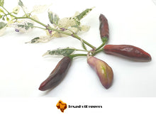 Load image into Gallery viewer, Purple Tiger Cacho White Leaf
