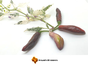 Purple Tiger Cacho White Leaf
