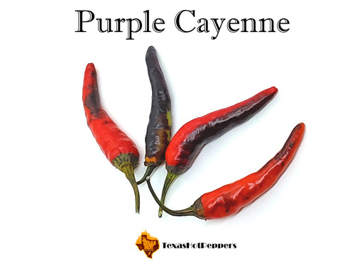 Purple Cayenne