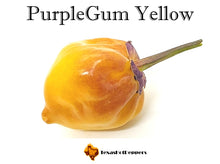 Load image into Gallery viewer, PurpleGum Yellow