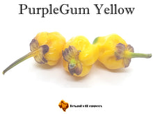 Load image into Gallery viewer, PurpleGum Yellow