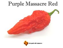 Load image into Gallery viewer, Purple Massacre Red
