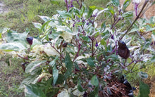 Load image into Gallery viewer, Purple Mattapeno