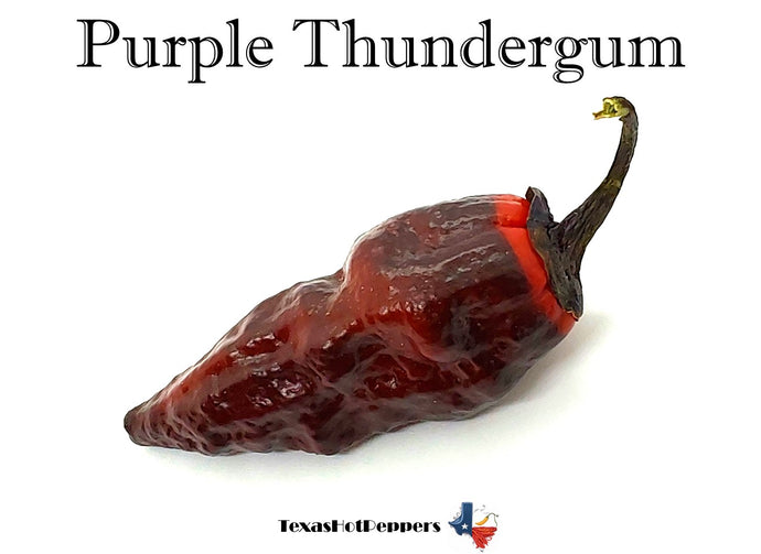 Purple Thundergum