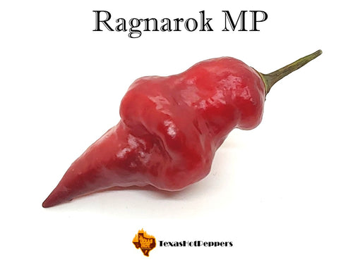 Ragnarok MP
