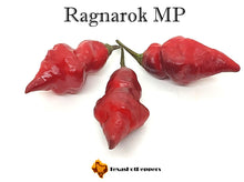 Load image into Gallery viewer, Ragnarok MP
