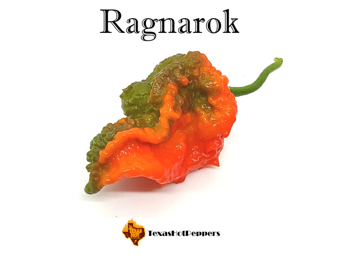 Ragnarok