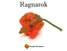Load image into Gallery viewer, Ragnarok