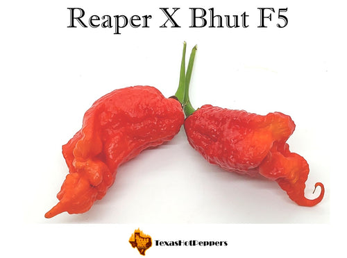 Reaper X Bhut