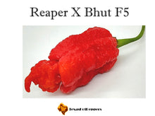 Load image into Gallery viewer, Reaper X Bhut