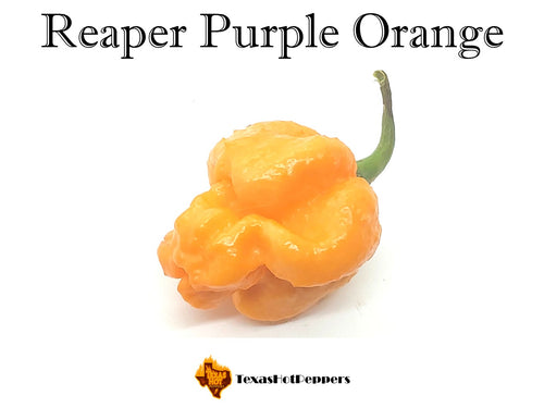 Reaper Purple Orange