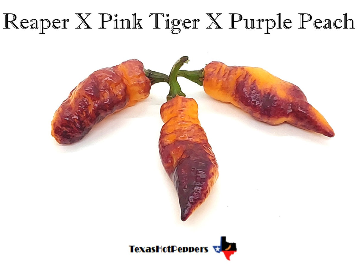 Reaper X Pink Tiger X Purple Peach – Texas Hot Peppers