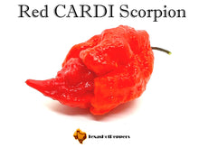 Load image into Gallery viewer, Red CARDI Scorpion