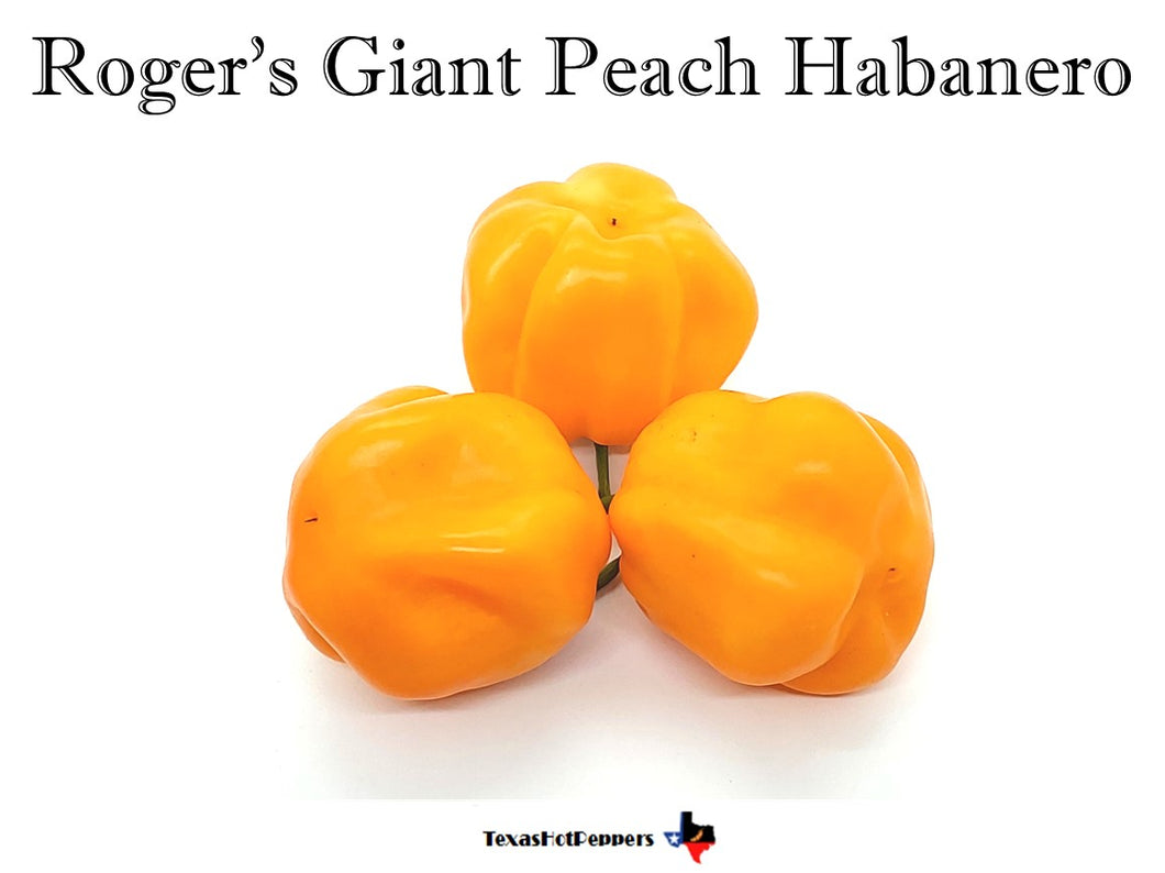 Roger's Giant Peach Habanero