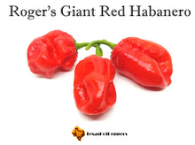 Load image into Gallery viewer, Habanero Seed Collection - 10 Different Varieties