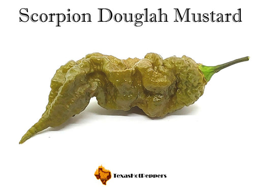 Scorpion Douglah Mustard