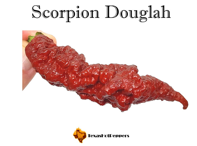 Scorpion Douglah