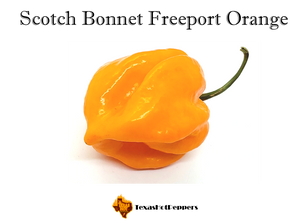 Scotch Bonnet Freeport Orange