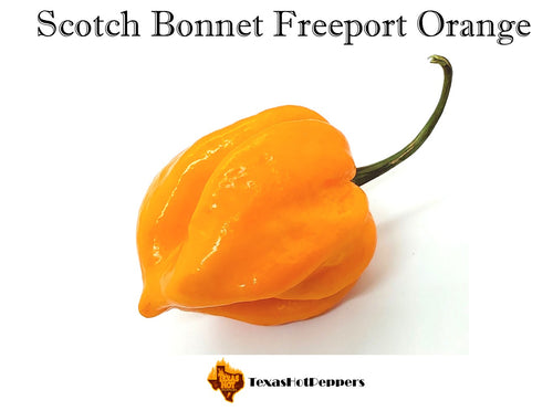 Scotch Bonnet Freeport Orange