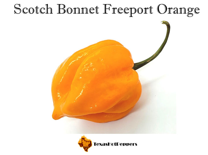 Scotch Bonnet Freeport Orange
