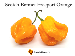 Scotch Bonnet Freeport Orange