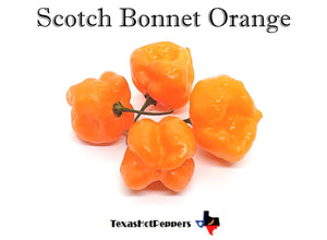 Scotch Bonnet Orange