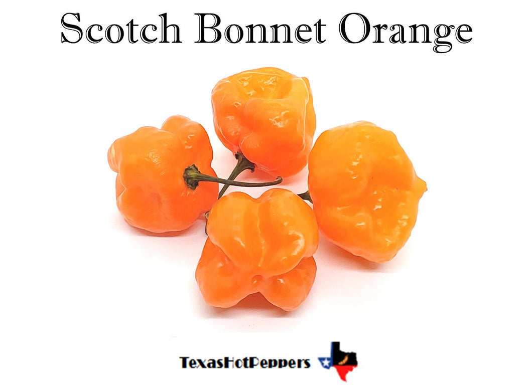 Scotch Bonnet Orange