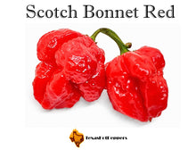 Load image into Gallery viewer, Scotch Bonnet Red