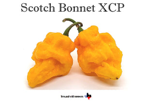 Scotch Brains XCP