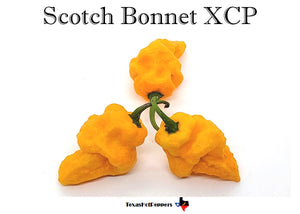 Scotch Brains XCP