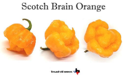 Scotch Brains Orange