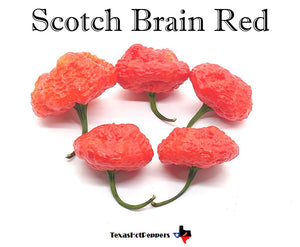 Scotch Brain Red
