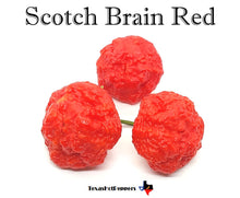 Load image into Gallery viewer, Scotch Brain Red