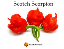 Load image into Gallery viewer, Scotch Scorpion