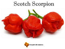 Load image into Gallery viewer, Scotch Scorpion