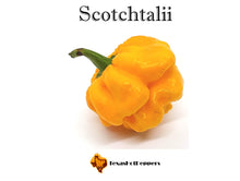 Load image into Gallery viewer, Scotchtalii