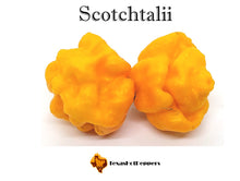 Load image into Gallery viewer, Scotchtalii