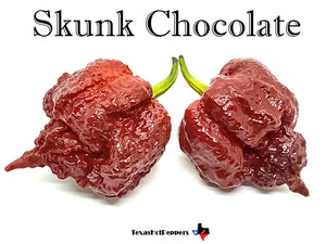 Skunk Chocolate