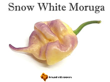 Load image into Gallery viewer, Snow White Moruga