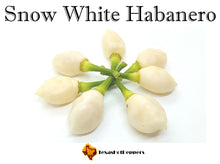 Load image into Gallery viewer, Snow White Habanero