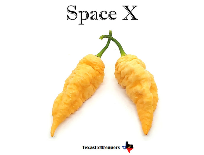 Space X