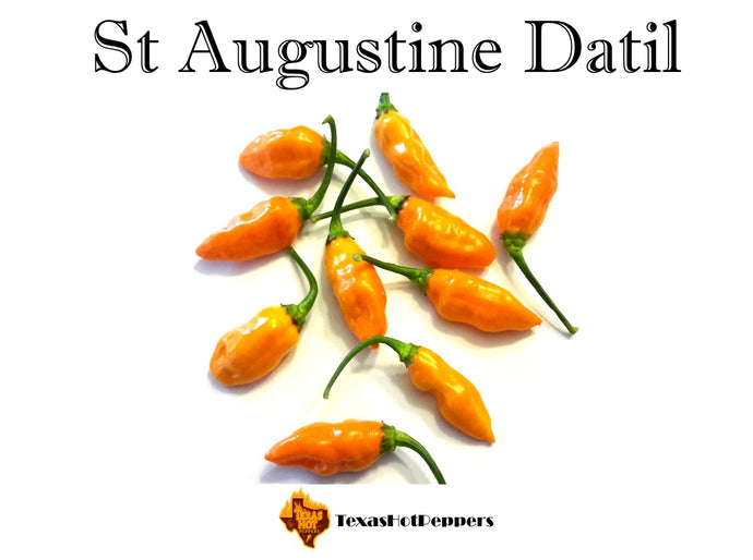 St Augustine Datil