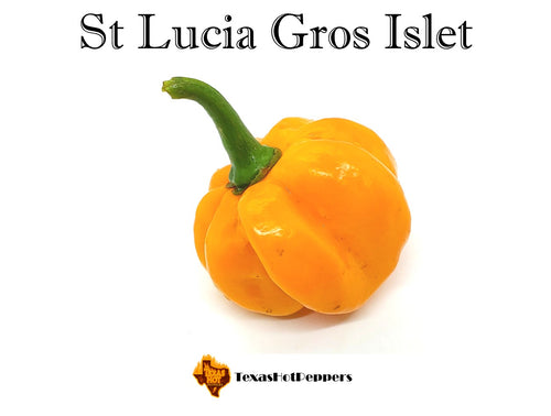 St Lucia Gros Islet Scotch Bonnet