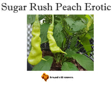 Load image into Gallery viewer, Sugar Rush Peach Erotic