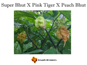 Super Bhut X Pink Tiger X Peach Bhut